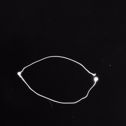 <body>
<p>This work proposes a vocabulary of single gestures traced in darkness with a handheld laser — each drawn in a single, uncorrectable movement. The line records the instant of approach, hesitation, or acknowledgment: fleeting encounters that shape our coexistence with others. These gestures parallel those unspoken exchanges that pass between strangers—allowing eye contact, offering a brief smile, a nod of recognition before the flow of daily life resumes.</p>
<p>In darkness, each gesture becomes both declaration and question. Without sight of its beginning or end, I must act in trust, as in any encounter with the unknown. The drawn light is an attempt to reach toward another, to speak without words, to register an instant of openness. The resulting traces form a fragile lexicon of recognition: arcs of invitation, lines of withdrawal, brief crossings that never fuse.</p>
<p>Philosophically, the project draws on Levinas’s insistence that ethics begins in the face-to-face meeting, before speech or comprehension, and on Han Byung-Chul’s reflections on the erosion of genuine contact in digital culture. These drawings seek to restore that lost friction — to offer illumination not as mastery, but as empathy, each gesture a visible echo of the courage to meet another in passing.
</p>
</body>
 Images Copyright Aldobranti® ©2008-'2025. All rights reserved.